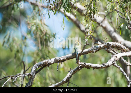 Rainbow Bienenfresser mit bunten Federn auf einem Ast in einem ​Outdoor Einstellung in tropischen Darwin, Australien gehockt Stockfoto