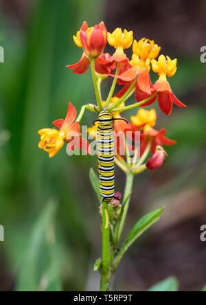 Caterpillar der Monarchfalter (danaus Plexippus) Ernährung an blühenden Milch Unkraut (Asclepias Curassavica). Houston, Texas, USA. Stockfoto