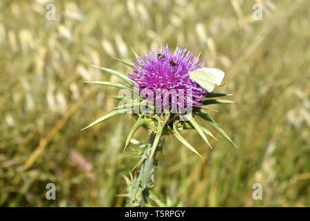 Silybum marianum oder cardus Marianus, Mariendistel, gesegnet milkthistle, Marian Thistle, Maria Thistle, Saint Mary's Thistle, mediterrane Mariendistel. Stockfoto