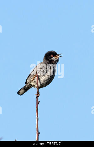 Zypern Warbler (Sylvia melanothorax) Stockfoto