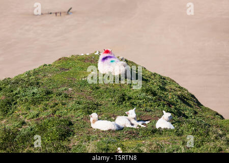 Blick auf den Strand von Rhossili Bay mit lämmer Aalen in der Nachmittag Sonnenschein, Rhossili, Gower Halbinsel, Swansea, West Glamorgan, Wales, Großbritannien Stockfoto