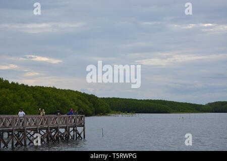 Mangrovenwald Tourismus Stockfoto