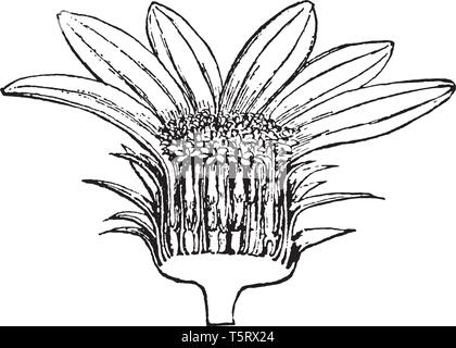 Bild zeigt Abschnitt der Leiter der Sonnenblume. Untere Teil zeigt Gefäß und es enthält kleine pollein - Körner, die in der Farbe braun sind, Blütenblätter wi Stock Vektor
