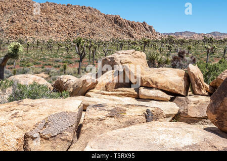 Chuckwalla-Eidechse mit Blick zwischen den Felsen auf den Joshua Tree National Park. Mehrere joshua-Bäume blühen im Hintergrund. Stockfoto