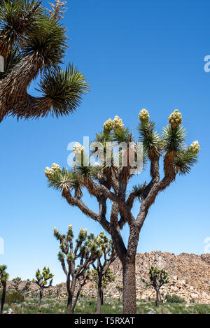 Blühende Joshua Bäume, Beginn im Frühjahr im Joshua Tree National Park, Kalifornien zu blühen. Stockfoto