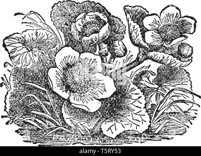 Sumpfdotterblume, bekannt als Caltha palustris und kingcup, ist eine kleine bis mittelgroße Mehrjährige krautige Pflanze der Familie der Ranunculaceae, vintage Stock Vektor