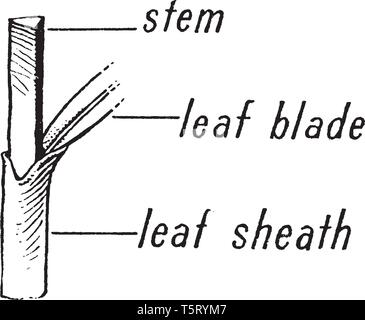 Bild von Segge Morphologie der Pflanze. Bild zeigt seinem Stamm, Blattspreite und Blattscheiden teil. Stängel sind mit dreieckigem Querschnitt, vintage Line dra Stock Vektor