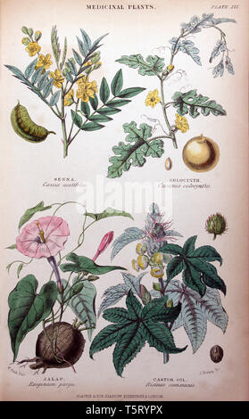 Platte "arzneimittelvorschriften Pflanzen", von William Rhind's" das Pflanzenreich, 1860 Stockfoto