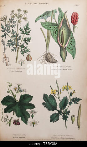 Die Platte mit dem Titel "Pflanzliche Gifte", von William Rhind's" das Pflanzenreich, 1860 Stockfoto