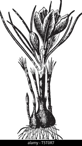 Ein Bild, Anlage von Safran, ein Herbst - blühende Arten von Krokus. Oft ist es herbstliche Safran aus der Holzarten zu unterscheiden, Stock Vektor