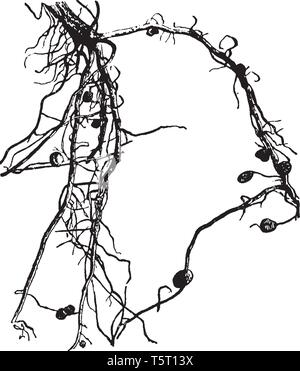 Root Knötchen sind vollständig differenzierter Pflanzenorgane, dass procaryotic Stickstoff Hafen - Festsetzung Endosymbionten, vintage Strichzeichnung oder Gravur illustrati Stock Vektor