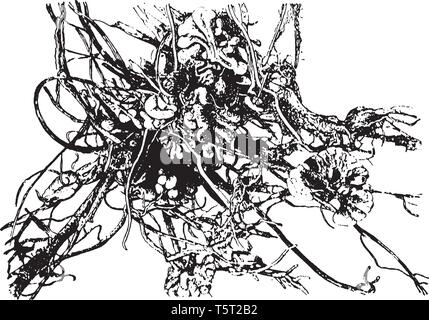 Root Knötchen sind vollständig differenzierter Pflanzenorgane, dass procaryotic Stickstoff Hafen - Festsetzung Endosymbionten, vintage Strichzeichnung oder Gravur illustrati Stock Vektor