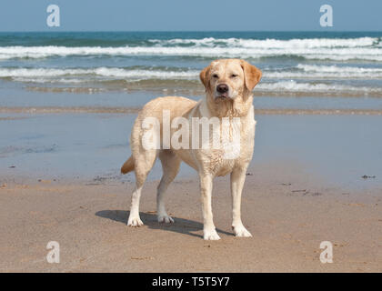 Golden Labrador Hund am Strand. Stockfoto
