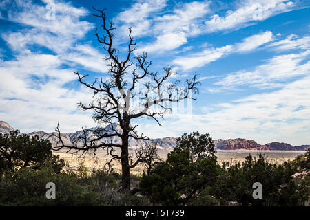 Die Silhouette eines toten Baum Baumstumpf mit der Calico Hills und Turtlehead Berge in der Ferne, Red Rock Canyons Conservation Area, Nevada, USA Stockfoto