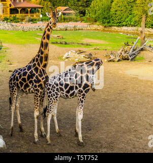 Männliche und weibliche Giraffe Paar nahe beieinander stehen, beliebte Zoo Tiere, bedrohte Art aus Afrika Stockfoto