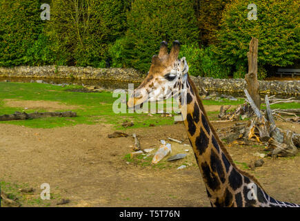 Closeup Portrait einer das Gesicht einer Giraffe, beliebte Zoo Tier, gefährdete Tierart aus Afrika Stockfoto