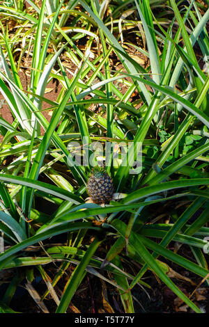 Kleine Ananas auf eine große Ananas pflanze Oahu, Hawaii wachsen Stockfoto