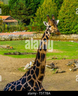 Nahaufnahme des Gesichts einer Giraffe, beliebte Zoo Tier, gefährdete Tierart aus Afrika Stockfoto