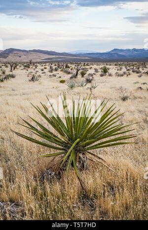 Mojave Yucca, Red Rock Canyons Conservation Area, Nevada, USA Stockfoto