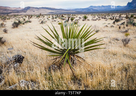 Mojave Yucca, Red Rock Canyons Conservation Area, Nevada, USA Stockfoto