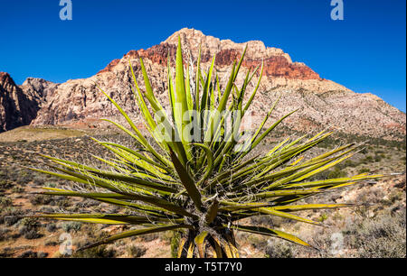 Eine Yucca Pflanze vor der Brücke Berg, Red Rock Canyon National Conservation Area, Nevada, USA. Stockfoto