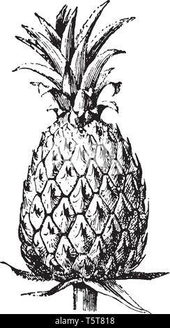 Ein Bild, Frucht von Ananas, das ist eine köstliche tropische Früchte. Eine süße, gelbe Früchte, ähnlich einer Pine Cone, vintage Strichzeichnung oder engrav Stock Vektor