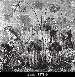 Dies ist Krug Pflanzen. Es ist eine Gruppe von Pflanzen Bild, vintage Strichzeichnung oder Gravur Abbildung. Stock Vektor