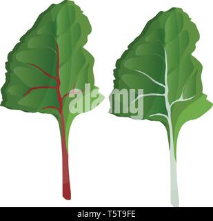 Grün silber Zuckerrüben treibt Vector Illustration von Gemüse auf weißem Hintergrund. Stock Vektor