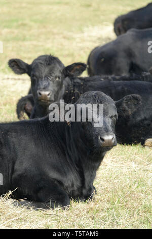 Schwarze Kühe auf dem Bauernhof Stockfoto