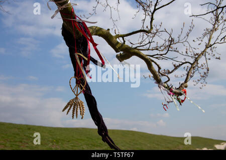 JRR Tolkiens Bäume, Avebury, Wiltshire Stockfoto