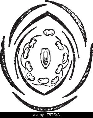 Ein Bild zeigt Querschnitt der Süß-pea Blume zusammen mit verschiedenen Schnittbild des Kelchs, Corolla, Staubgefäße und Kapsel. Es ist, als Lathyrus genannt, Stock Vektor