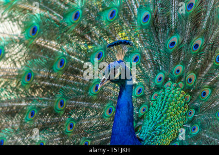 Peacock männlich, Phasianidae, Anzeigen brillante Gefieder in Blau- und Grüntönen, tier, vogel, Nahaufnahme. Stockfoto