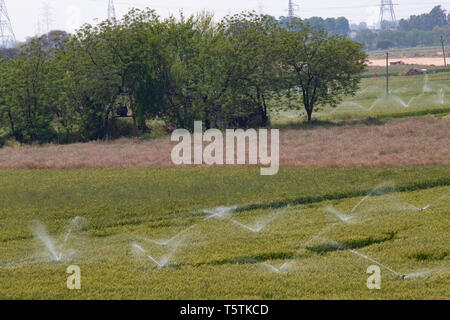 Sprinkleranlage-bewässerung System auf die Bewässerung in der Farm verwendet Stockfoto