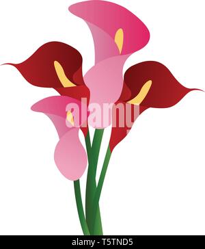 Vector Illustration von rot und rosa Calla lily Blumen auf weißem Hintergrund. Stock Vektor