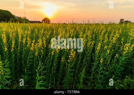 Sunhemp Feld/CROTALARIA JUNCEA im Sonnenuntergang Stockfoto