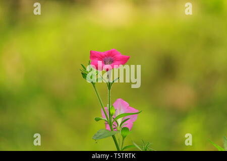 Schönsten Blume Stockfoto