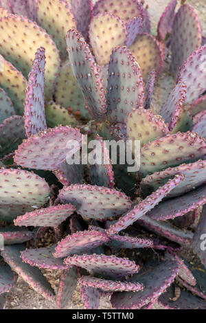 Feigenkakteen (Opuntia santarita) in Tucson, Arizona, USA Stockfoto