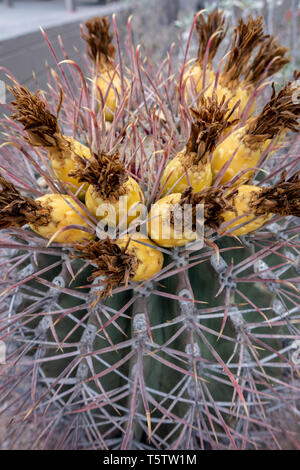 Fish Hook barrel Kaktus (Ferocactus wislizeni) mit Obst auf die Oberseite in Tucson, Arizona Stockfoto