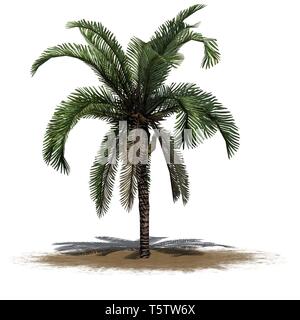 Dattelpalme auf einem Sand - auf weißem Hintergrund Stockfoto