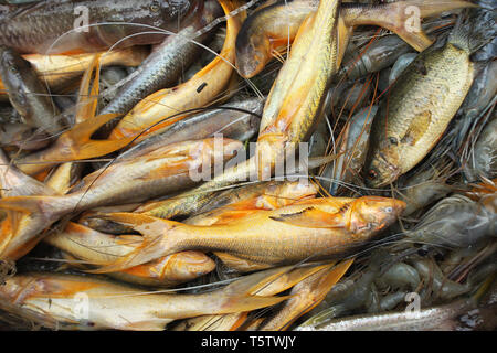 Sortierte Bangladeshi lokale Fische. Khulna, Bangladesh. Stockfoto