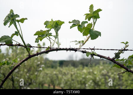 Scharfen Stacheldraht und scharfe, spitze Dornen Stockfoto