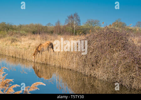 Wild Konik Ponys am Ufer des Burwell Lode Binnengewässern auf Wicken Fen Naturschutzgebiet, Cambridgeshire, England, Großbritannien Stockfoto