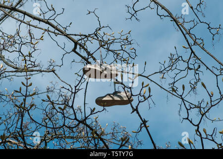 Paar Schuhe hängen in den Bäumen isoliert - abgenutzte Schuhe Stockfoto