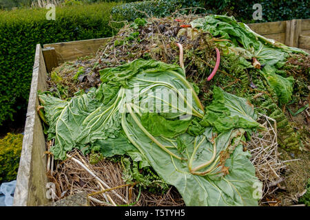Grünabfälle verrotten in einem hölzernen Komposteimer. Stockfoto