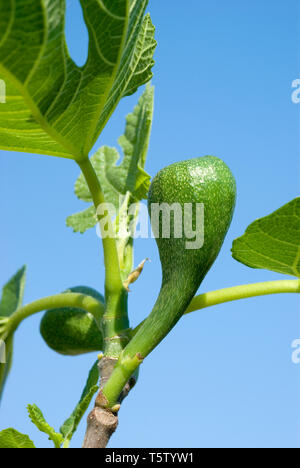 Ficus Carica 'Brown Turkey' Stockfoto