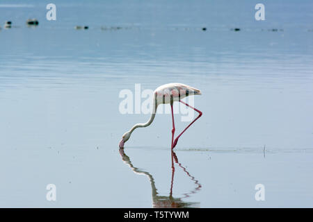 Mehr Flamingo, Phoenicopterus roseus Rosaflamingo,, rózsás flamingó, Lake Nakuru National Park Stockfoto