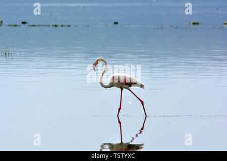 Mehr Flamingo, Phoenicopterus roseus Rosaflamingo,, rózsás flamingó, Lake Nakuru National Park Stockfoto