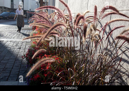 Vilnius, Litauen - 16. April 2019, Pennisetum alopecuroides auf den Straßen von Vilnius Stockfoto