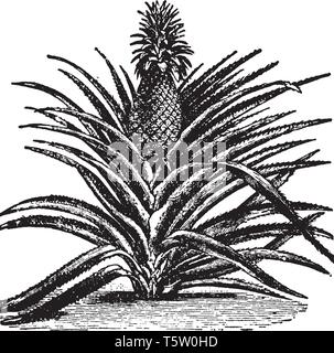 Ein Bild, Frucht von Ananas, das ist eine köstliche tropische Früchte. Eine süße, gelbe Früchte, ähnlich einer Pine Cone, vintage Strichzeichnung oder engrav Stock Vektor