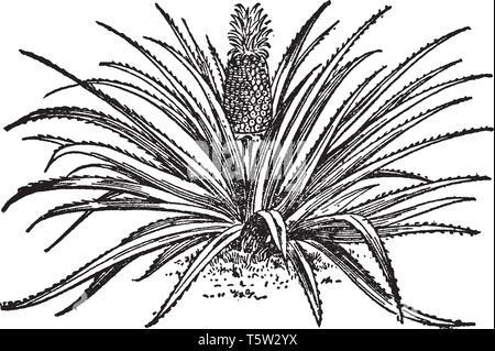 Ein Bild, Frucht von Ananas, das ist eine köstliche tropische Früchte. Eine süße, gelbe Früchte, ähnlich einer Pine Cone, vintage Strichzeichnung oder engrav Stock Vektor